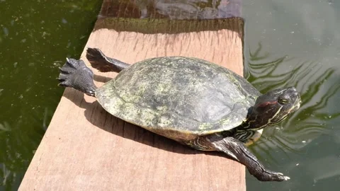 Tortoise sanctuary for the public Stock Footage 142209884
