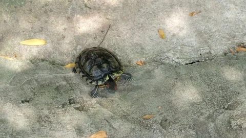 Tortoise sanctuary for the public Stock Footage 142210039