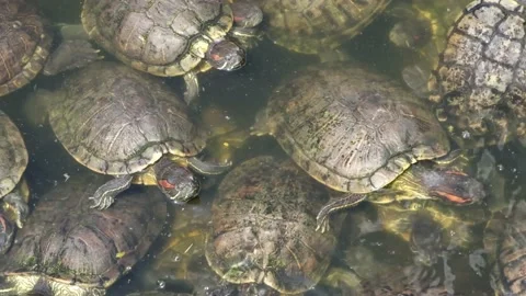 Tortoise sanctuary for the public Stock Footage 142210521