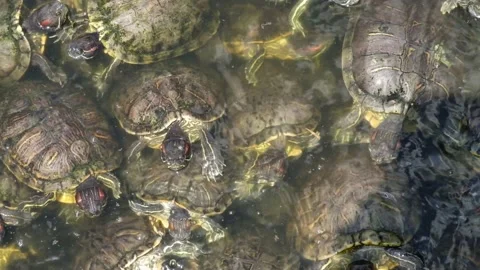 Tortoise sanctuary for the public Stock Footage 142210607