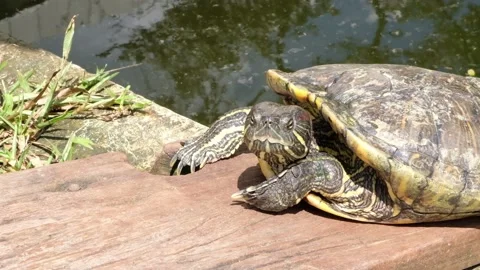 Tortoise sanctuary for the public Stock Footage 142210684