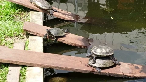 Tortoise sanctuary for the public Stock Footage 142210688