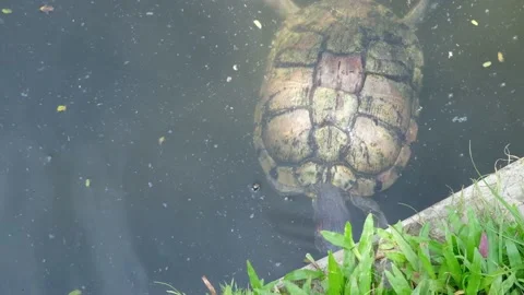 Tortoise sanctuary for the public Stock Footage 142210763