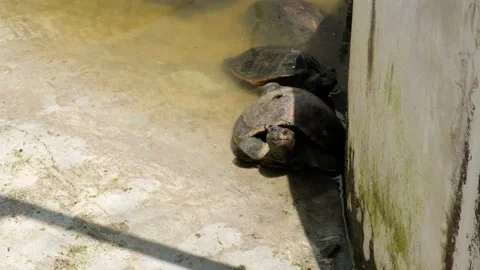 Tortoise sanctuary for the public Stock Footage 142210888