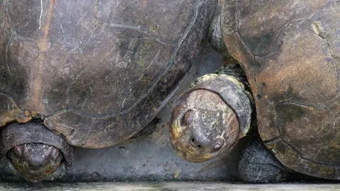 Tortoise sanctuary for the public Stock Footage 142210956