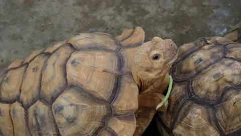 Tortoise sanctuary for the public Stock Footage 142210963