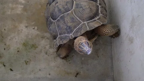 Tortoise sanctuary for the public Stock Footage 142211019