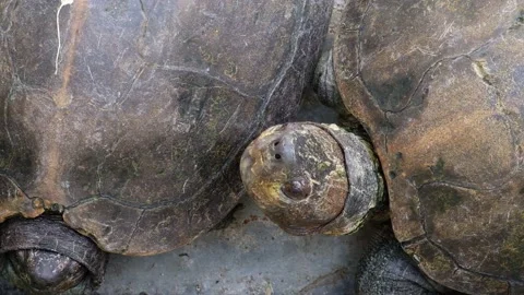 Tortoise sanctuary for the public Stock Footage 142211039