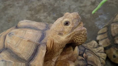 Tortoise sanctuary for the public Stock Footage 142211052
