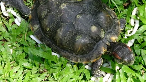 Tortoise sanctuary for the public Stock Footage 142211180
