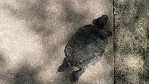 Tortoise sanctuary for the public Stock Footage 142211189