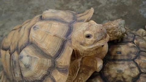 Tortoise sanctuary for the public Stock Footage 142211253