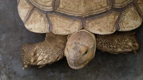 Tortoise sanctuary for the public Stock Footage 142211358