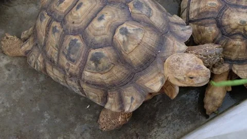 Tortoise sanctuary for the public Stock Footage 142211364