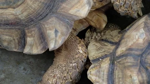 Tortoise sanctuary for the public Stock Footage 142211460