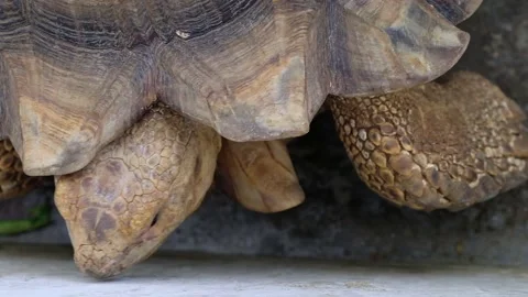 Tortoise sanctuary for the public Stock Footage 142211463