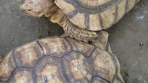 Tortoise sanctuary for the public Stock Footage 142211537