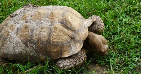 Tortoise with sand on its carapace walking in green grass Stock Footage 157305440