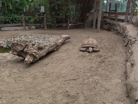 Tortoise sandy enclosure Stock Footage 318342839