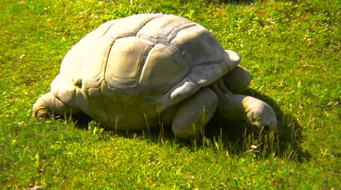 Tortoise of the Seychelles eating grass Stock Footage 66206818