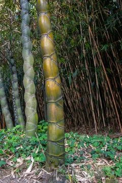 Tortoise shell bamboo unusual stem pattern Stock Photos