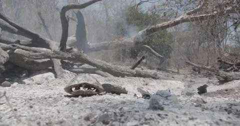 Tortoise shell burnt amid ashes on the g... | Stock Video | Pond5