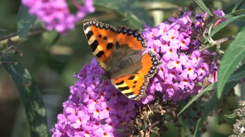 A Tortoise Shell Butterfly Flaps Wings On A Buddleia Flower Stock Footage 159365148
