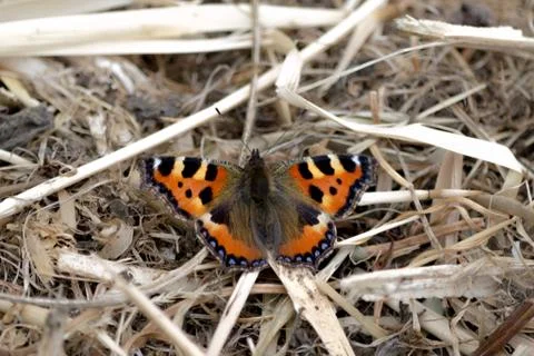 Tortoise Shell Butterfly Straw Foto stock