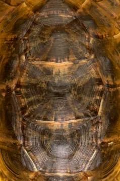 TORTOISE SHELL IN CLOSE UP Stock Photos