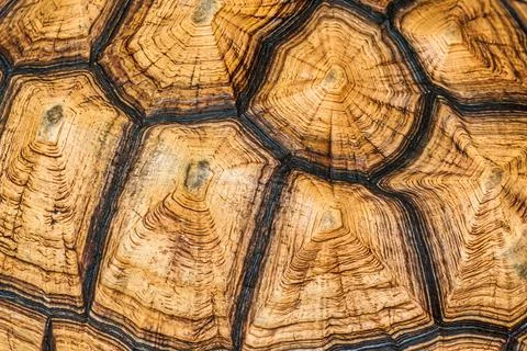 Tortoise shell closeup showing geometric scutes and growth rings nature patte Stock Photos