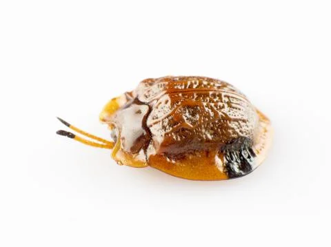 Tortoise shell Stock Photos