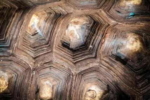 Tortoise shell Stock Photos