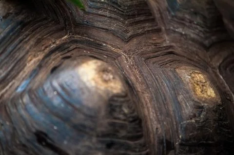 Tortoise shell Stock Photos