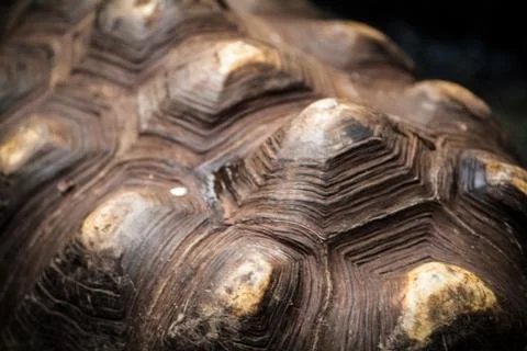 Tortoise shell Stock Photos