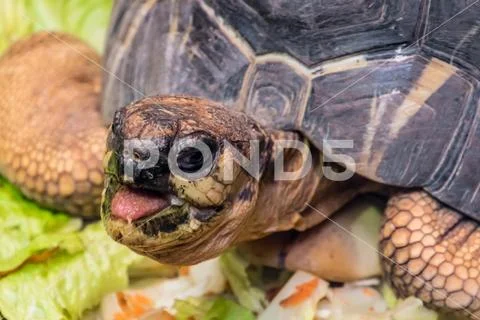 Tortoise shell turtle eating vegetables reptile head Stock Photos