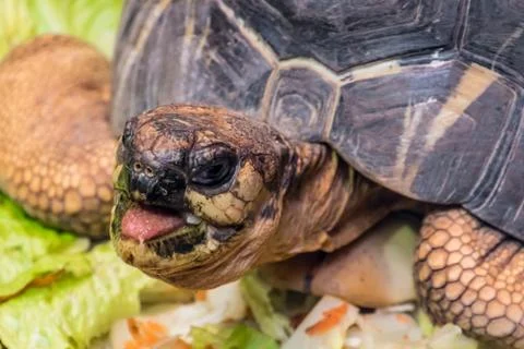 Tortoise shell turtle eating vegetables reptile head Stock Photos
