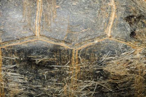 Tortoise shield surface close-up Stock Photos
