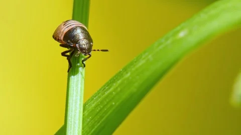 Tortoise Shieldbug nymph on blade of grass with yellow background close-up Stock Footage 313061359