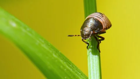 Tortoise Shieldbug nymph on blade of grass with yellow background close-up Stock Footage 313431904