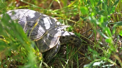 Tortoise sits in the grass Stock Footage 78679737