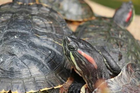 Tortoise sitting on stone Stock Photos