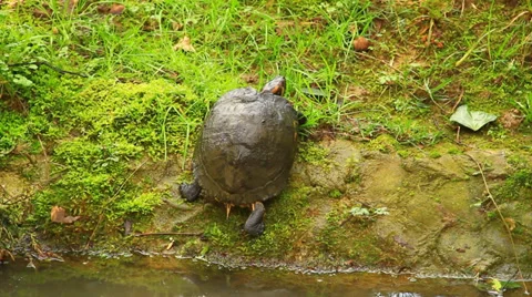 Tortoise sleeping Stock Footage 36126932