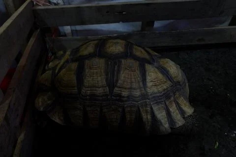 A Tortoise sleeping in the mud at night Stock Photos