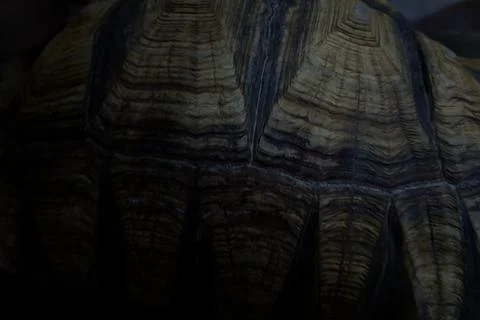 A Tortoise sleeping in the mud at night Stock Photos