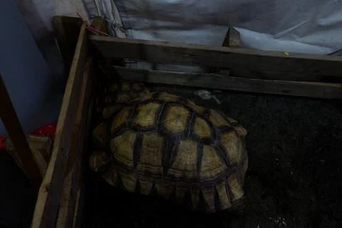 A Tortoise sleeping in the mud at night Stock Photos
