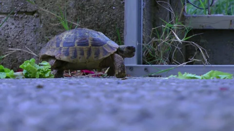Tortoise slowly walks. Vídeos de archivo 38408966