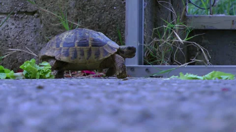 Tortoise slowly walks. Vídeos de archivo 38409016