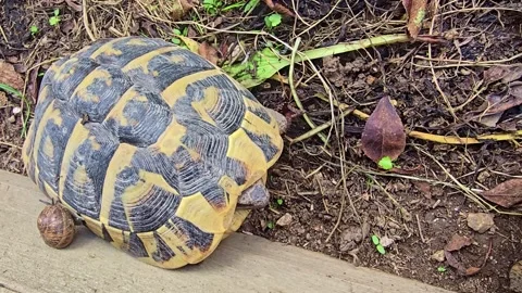 Tortoise with Snail on Shell Stock Footage 325830971