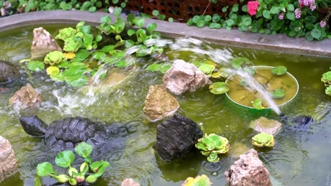 Tortoise statue in garden Stock Footage 197012873