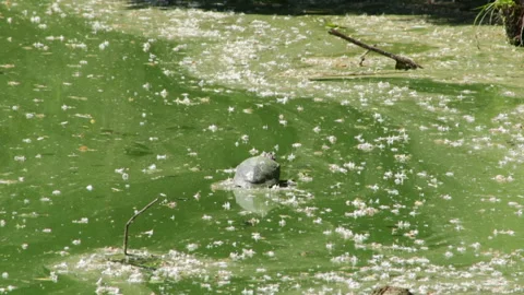 Tortoise on stone 库存影片 91738035